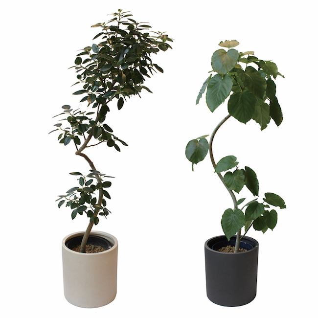 無印良品 グリーンの定額サービスはじめます 住友不動産ショッピングシティ